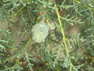 Cupressus arizonica